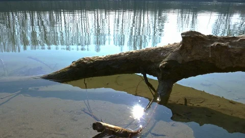 Trunk on the River Vidéo 103818372