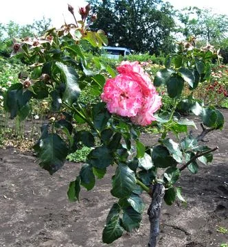 Trunk roses Foto stock