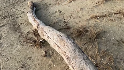 Trunk on the sand Video stock 231631011