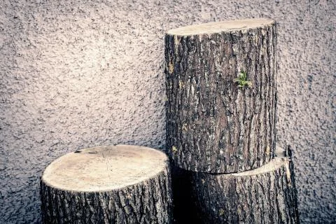 The trunk of a sawn tree, cut into three parts Stock Photos