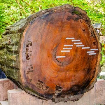 Trunk section of 1000-year old giant redwood tree - Humboldt, California Stock Photos
