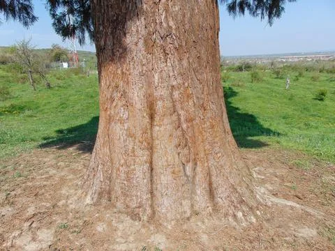 The trunk of a Sequoia gigantea tree, located in the village of Ardusat in .. Foto stock