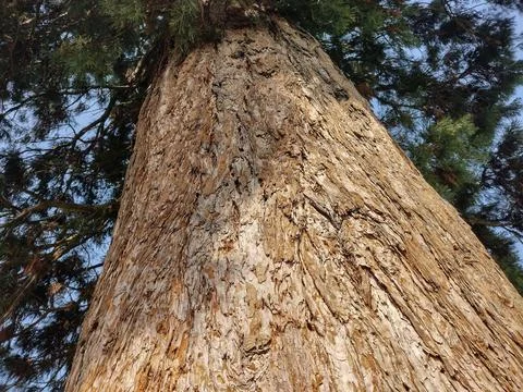 The trunk of a Sequoia gigantea tree, located in the village of Ardusat in .. 库存照片