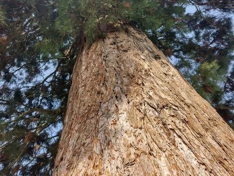 The trunk of a Sequoia gigantea tree, located in the village of Ardusat in .. 스톡 사진