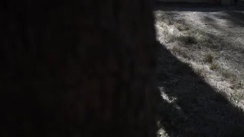 Trunk Shadow Stock Footage 138975443