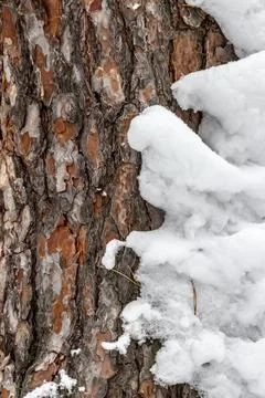 The trunk of a snow-covered pine Stock Photos