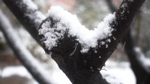 Trunk with snow Stock Footage 153035642