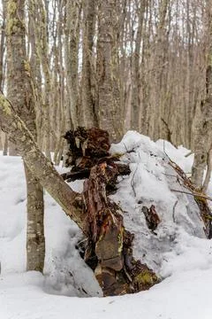 Trunk with snow in a forest Stock Photos