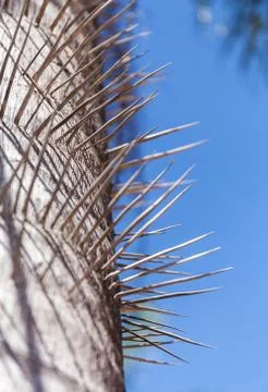 Trunk of a spiny palm tree. A close up color image of the spikes against the Stock Photos