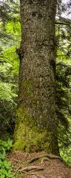 Trunk of a spruce tree Stock Photos