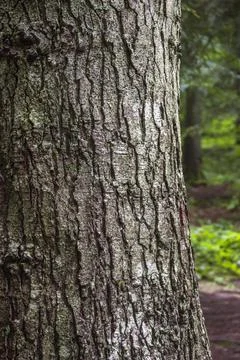 Trunk of a spruce tree Stock Photos