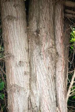 The trunk of a spruce tree Stock Photos