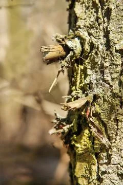 Trunk standing alone in the forest tree covered in bitches Stock Photos
