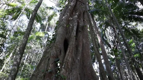 Trunk of strangler fig tree in Australian rainforest Stock Footage 114717363