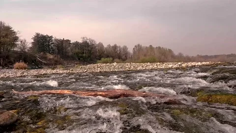 Trunk stuck in the stream Stock Footage 202046671