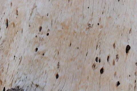 Trunk surface texture background. Stock Photos