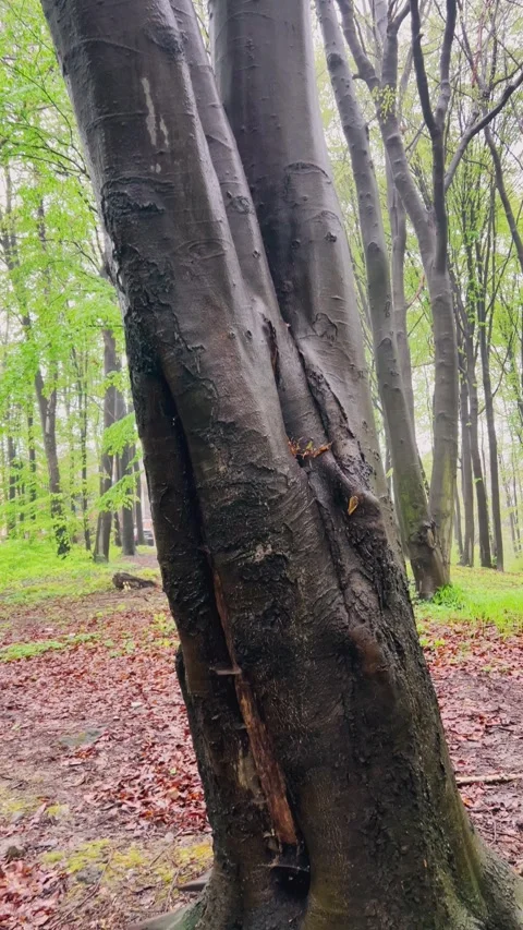 The trunk of a tall beech tree in the spring forest after the rain. Stock-Footage 278153954