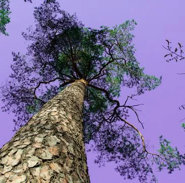 The trunk of a tall pine tree with a crown against the background of a Stock Photos