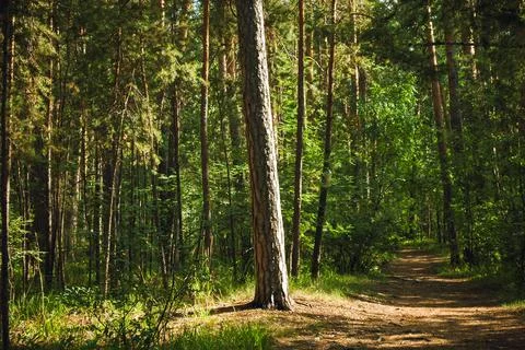 The trunk of a tall pine tree is illuminated by the summer sun Stock Photos