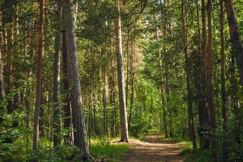 The trunk of a tall pine tree is illuminated by the summer sun Stock Photos