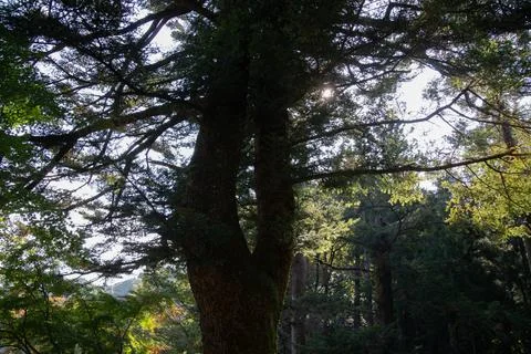 Trunk Tall Tree Split Two in Japan Foto stock