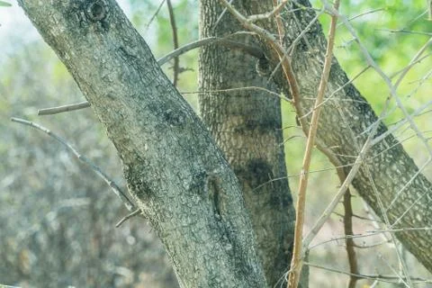 Trunk of tamarind tree Stock Photos