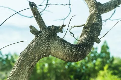 Trunk of tamarind tree Stock Photos