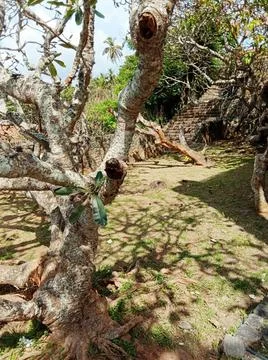 The trunk of a temple tree Stock Photos