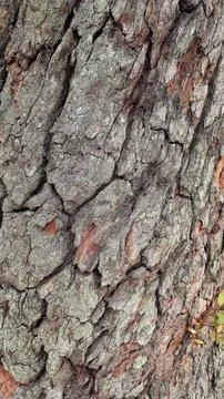 Trunk texture with cracks Foto stock