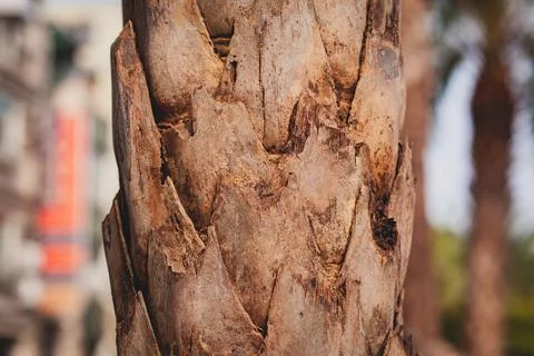 Trunk texture of a medium sized palm tree against a blurred southern resort a Stock Photos