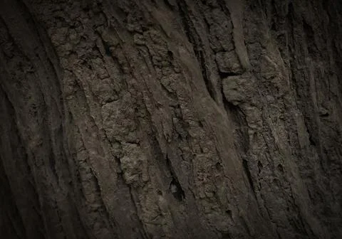 Trunk texture 스톡 사진