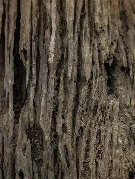 Trunk texture 스톡 사진