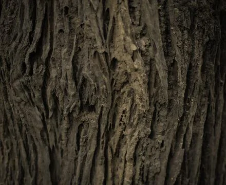 Trunk texture 스톡 사진