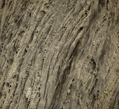 Trunk texture 스톡 사진