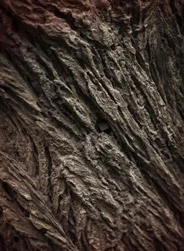 Trunk texture 스톡 사진