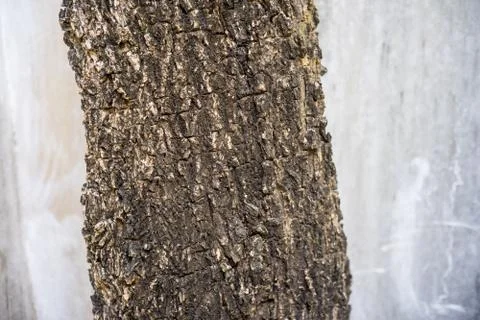 Trunk texture, Tree bark with wall  cemen background. Stock Photos