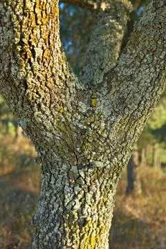 Trunk textures Stock Photos