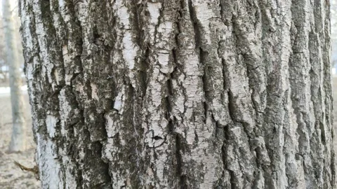 The trunk of a thick tree in close-up Stockbeeldmateriaal 177645595