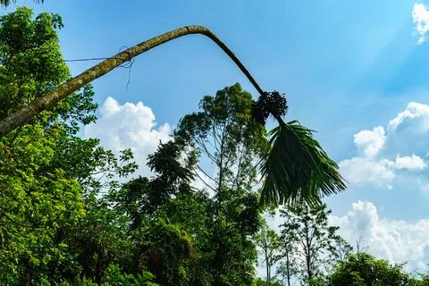 The trunk of a thin palm tree bent in an arc Stock Photos