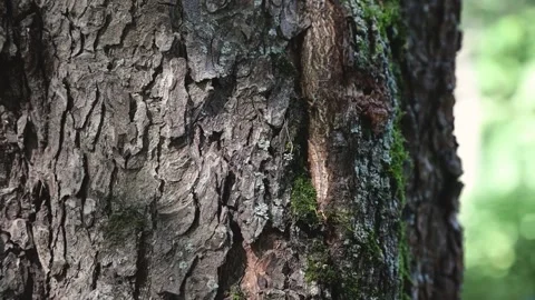 Trunk of the three footage Stock Footage 190605604