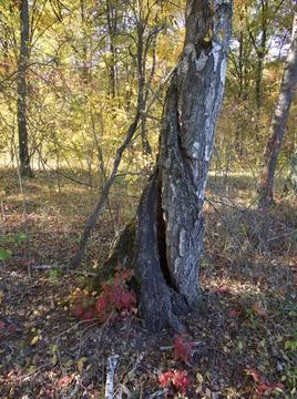 The trunk of a tree after being hit by lightning. Stock Photos