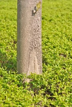 Trunk of a tree against a background of green foliage Stock Photos