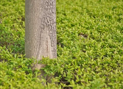 Trunk of a tree against a background of green foliage Stock Photos