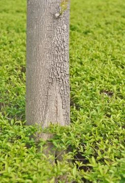 Trunk of a tree against a background of green foliage Stock Photos