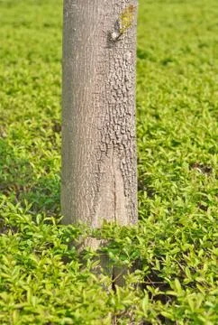 Trunk of a tree against a background of green foliage Stock Photos