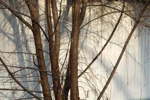 Trunk tree and shadow on the fence. Stock Photos
