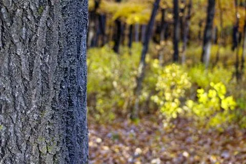 The trunk of the tree to the background of the Autumn forest Stock Photos