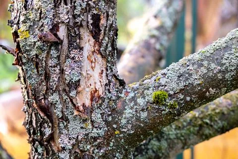 The trunk of the tree is bare and overgrown. Stock-Fotos