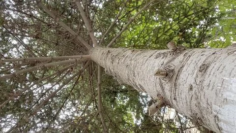 Trunk of a tree with branches and green leaves Stock Photos