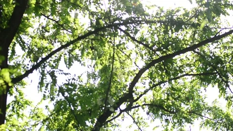 Trunk of a tree with brown textured bark. Bottom view on the green crown. Stock Footage 131496983